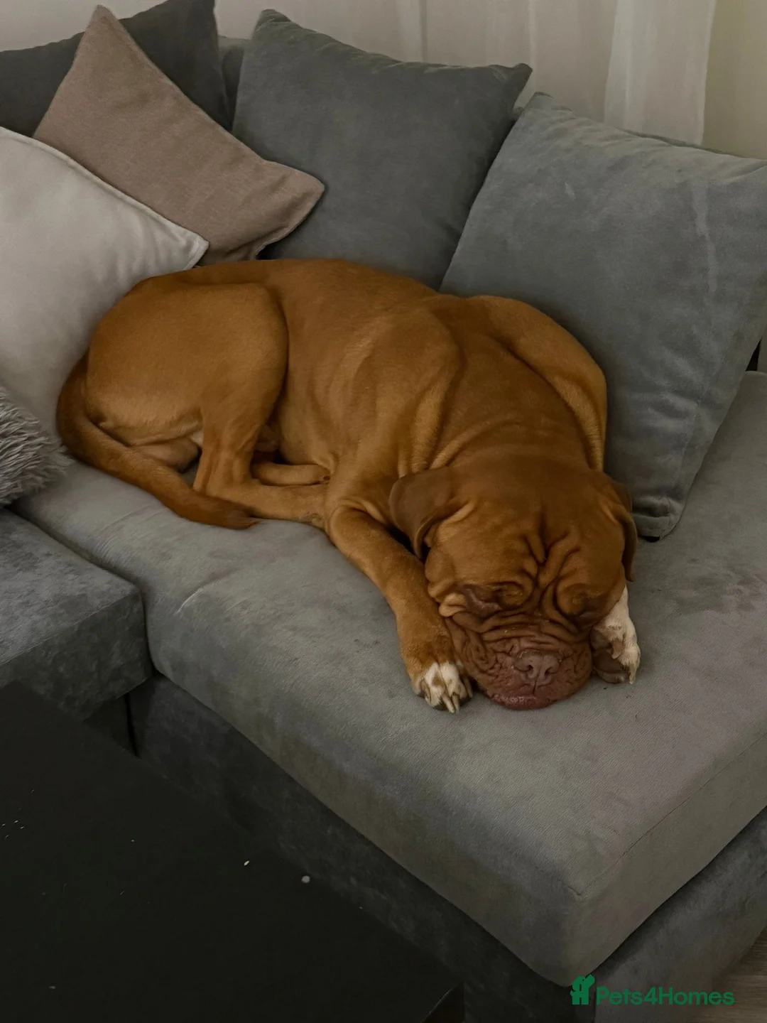 Dogue De Bordeaux dogs for sale: Dogue de bordeux - Advert 3