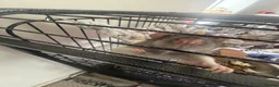 Rat rodents for sale: Two beautiful Rats for sale  in Porth - Advert 3