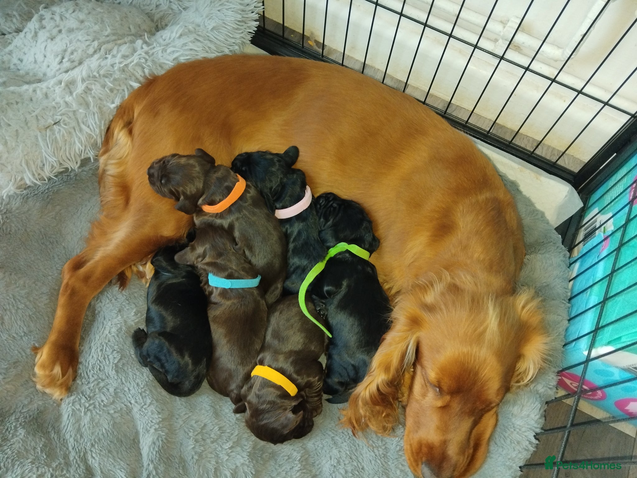 Cocker Spaniel dogs 2 Week old pure cockerspaniel puppies 2 remaining  - Advert 15
