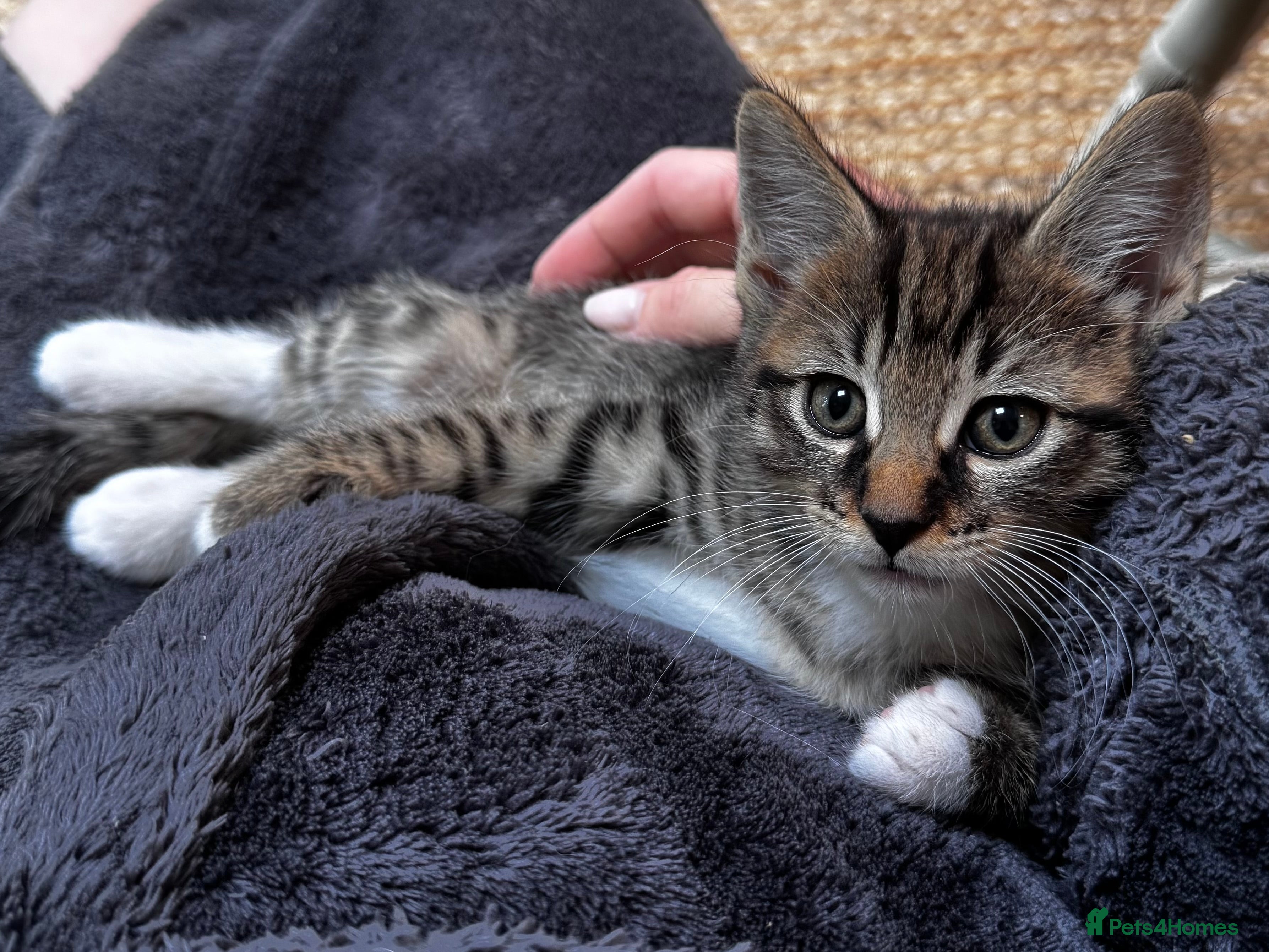 Maine Coon cats 1 Maine Coon girl left looking for her home 🩷 - Advert 2