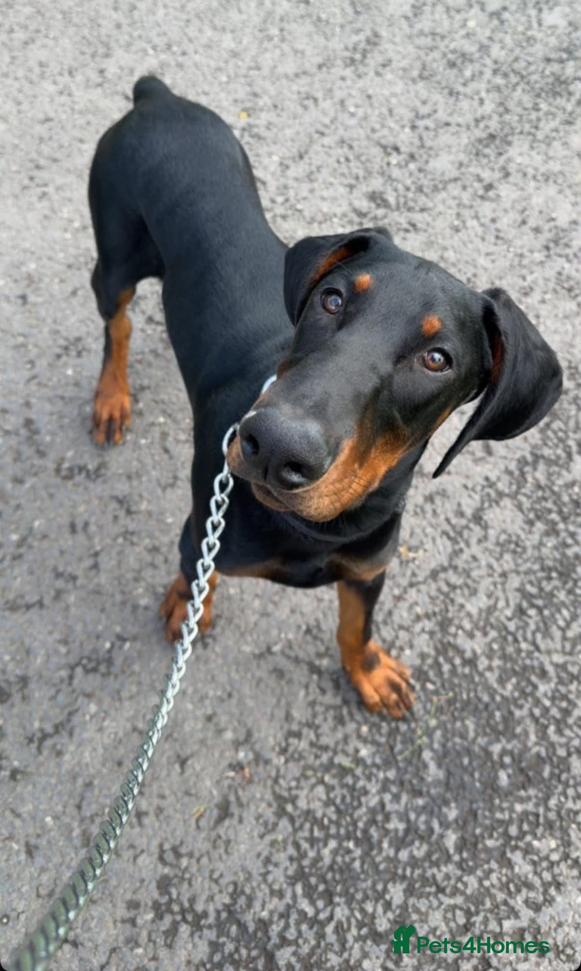 Dobermann dogs European Dobermann puppy - Advert 3