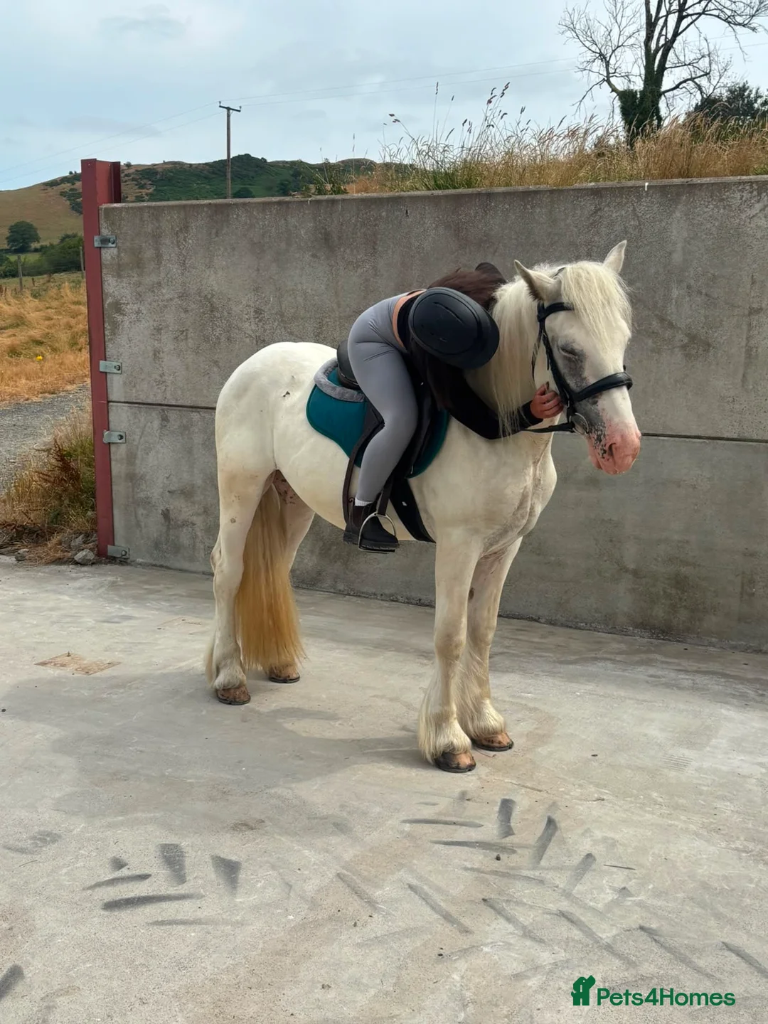Irish Cob horses for sale: RUPERT! 15HH COB PERFECT FAMILY HORSE - Advert 2