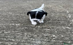 Jack Russell dogs for sale: Jack Russell puppies for sale  - Image 5