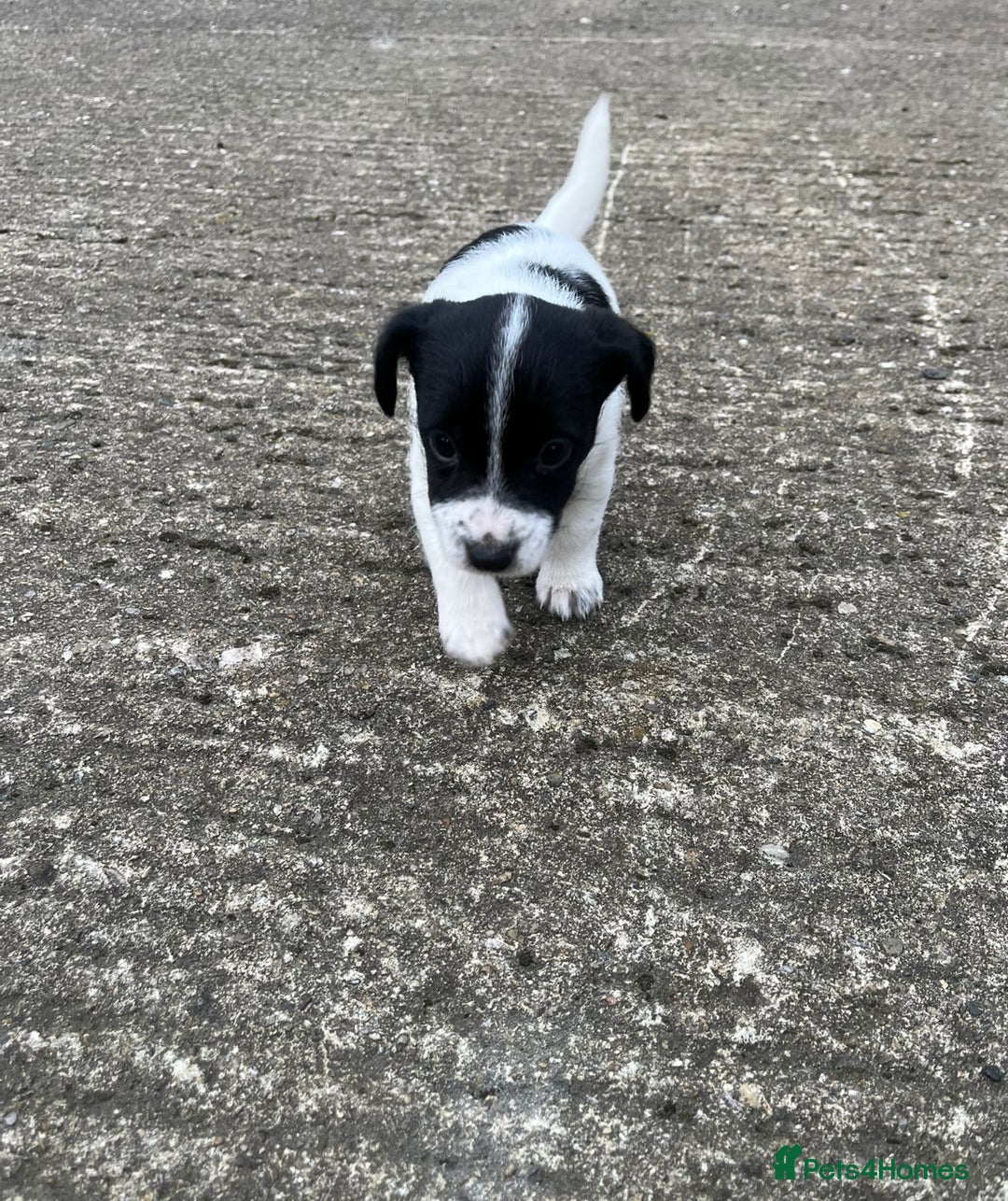 Jack Russell dogs for sale: Jack Russell puppies for sale  - Image 5