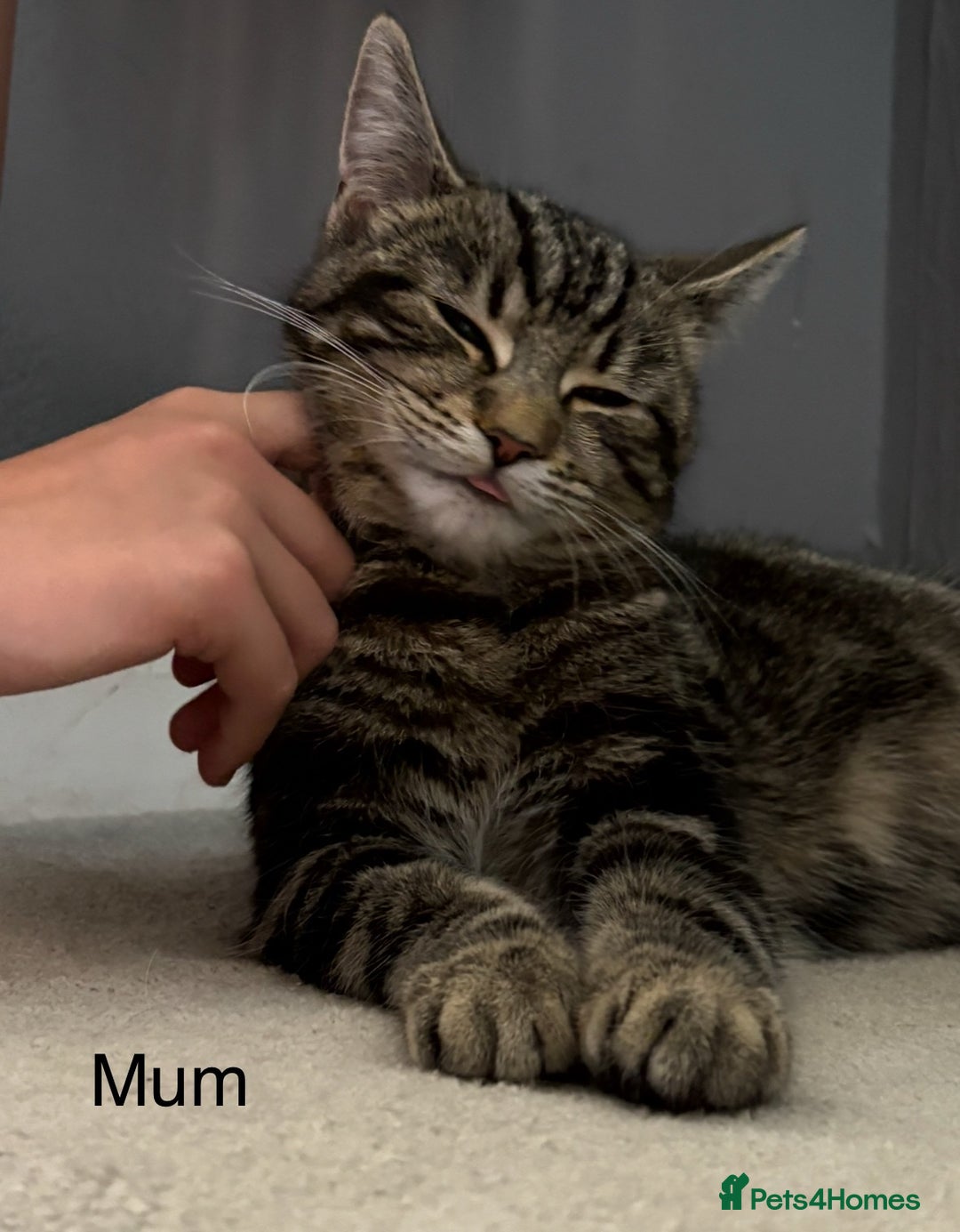 Bengal cats for sale: Bengal cross kittens one grey boy one brown girl - Image 29
