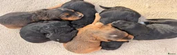 Cockapoo dogs for sale: Beautiful cockerpoo puppies  - Advert 29