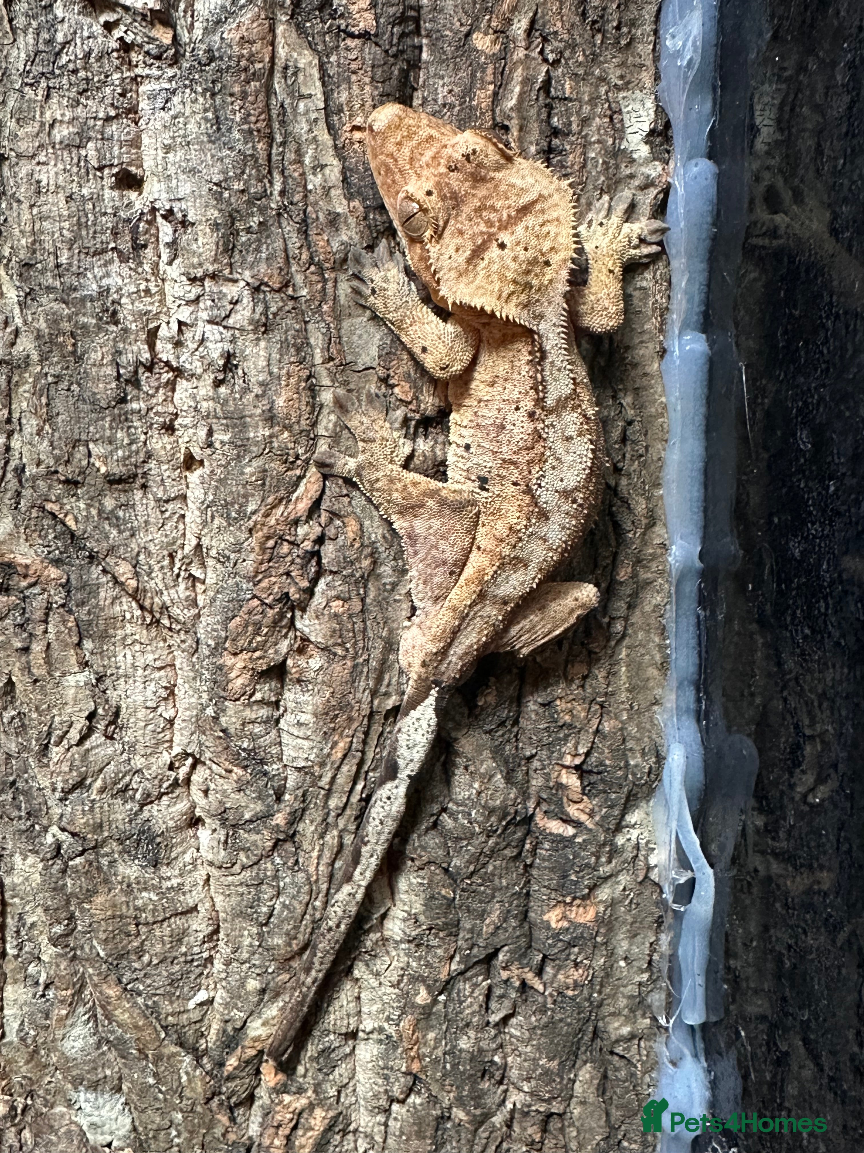 Gecko reptiles ✨ Male Dalmatian Crested Gecko & Full Setup £145✨ - Advert 6