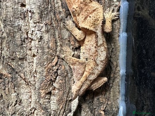 Gecko reptiles ✨ Male Dalmatian Crested Gecko & Full Setup £150 ✨ - Advert 1