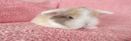 Mini Lop rabbits for sale: Baby mini lops for sale  - Advert 7