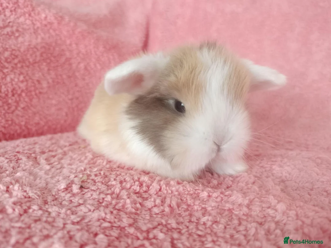 Mini Lop rabbits for sale: Baby mini lops for sale  - Advert 7