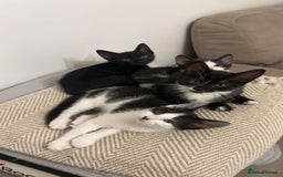 Domestic Shorthair cats for sale: 10 week playfull kitten - Image 4