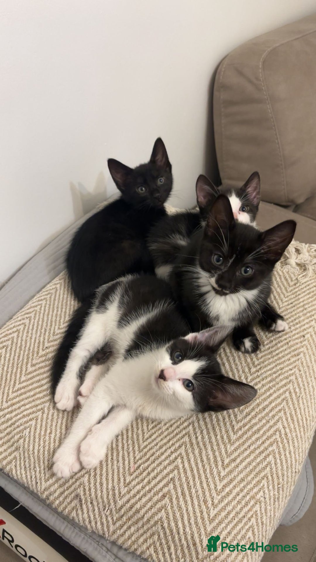 Domestic Shorthair cats for sale: 10 week playfull kitten - Image 4