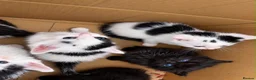 Mixed Breed cats for sale: 8 Beautiful Kittens Looking for Loving Homes  in Hull - Advert 11