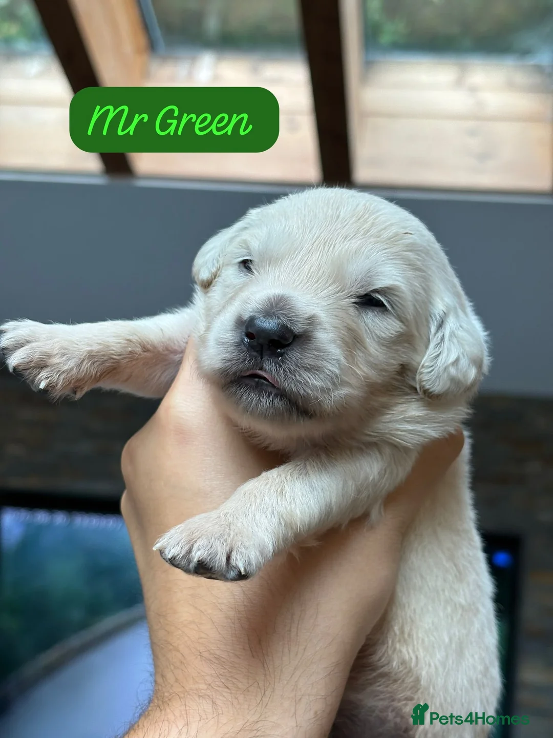 Golden Retriever dogs for sale: Outstanding KC Reg Golden Retriever Puppies - Advert 32