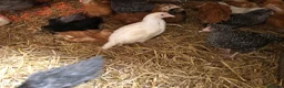 Chickens poultry for sale: Happy healthy pullets. - Advert 14