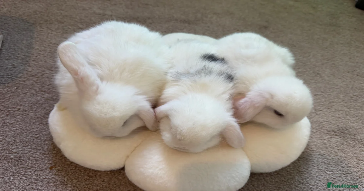Rabbits for Sale for sale in East Riding of Yorkshire | Pets4Homes