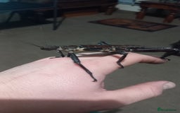 Stick Insects invertebrates for sale: Adult Eurycantha Calcerata Pairs - Advert 3