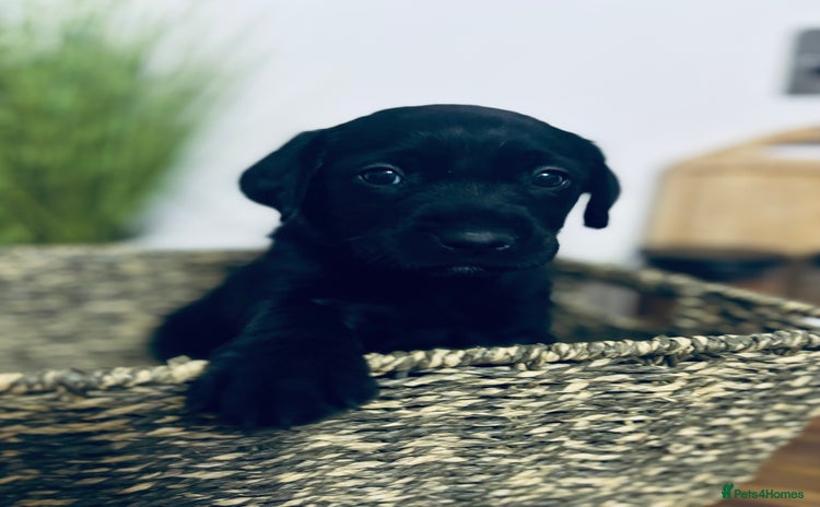 Goldador dogs Labrador x golden retriever puppies  - Advert 9