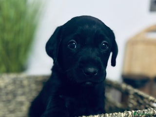 Goldador dogs Labrador x golden retriever puppies - Advert 11