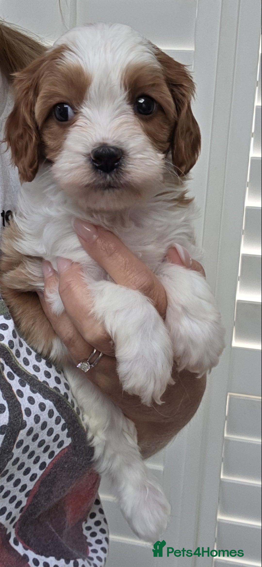 Cavapoo dogs for sale: Blenhiem cavapoo puppies  - Image 12