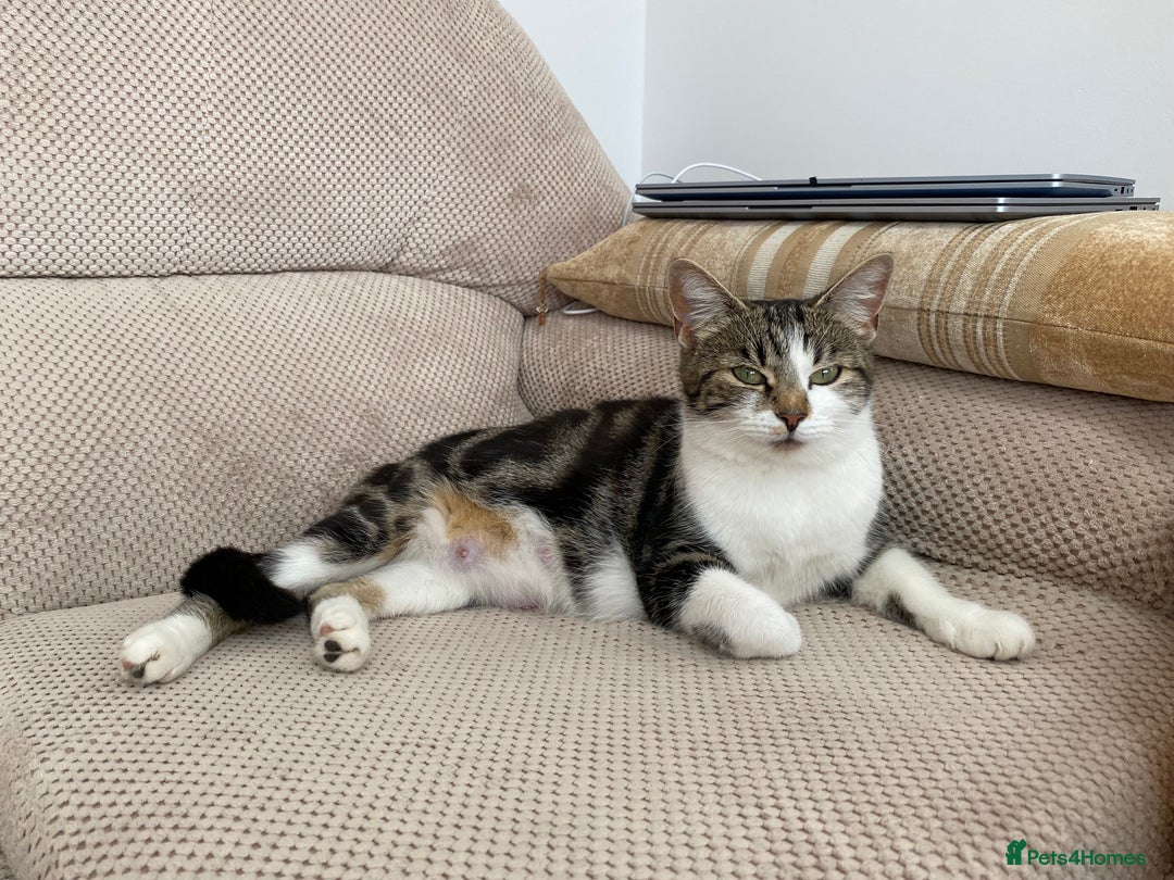 Mixed Breed cats for sale: Amazing, beautiful girl looking for home💕💕 - Image 9