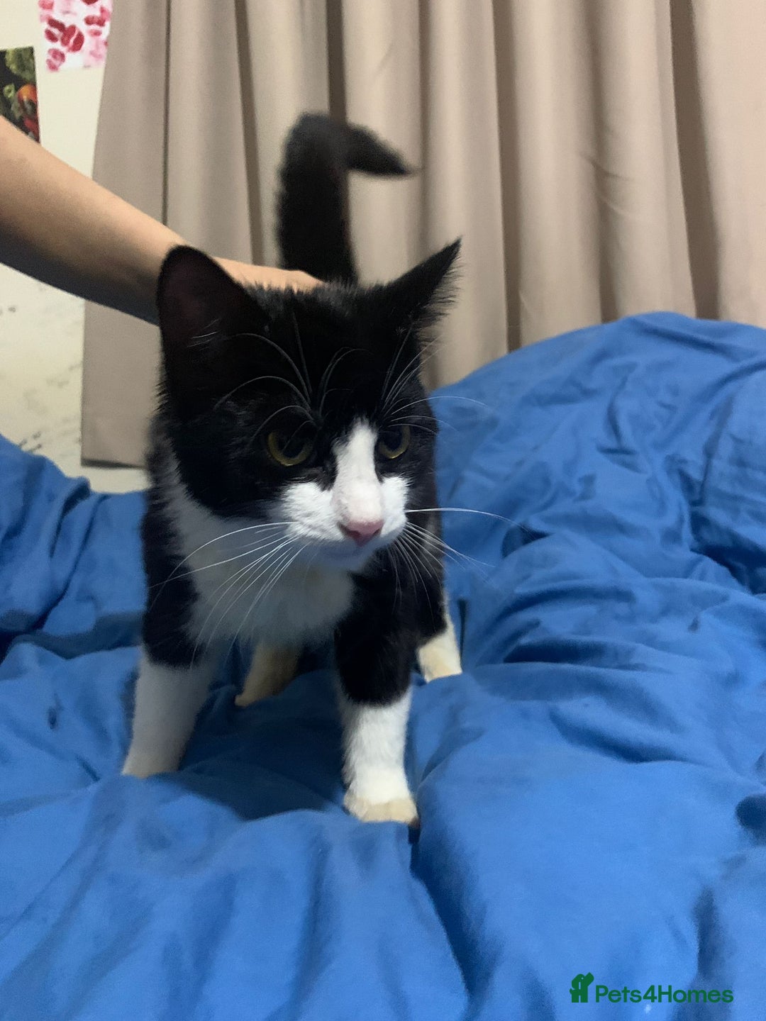 Mixed Breed cats for adoption: 4 lovely kittens looking for there forever home  - Advert 3