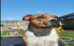 Staffordshire Bull Terrier dogs for sale: 🐾 Beautiful Staffordshire Bull Terrier Puppies 🐾 - Image 26