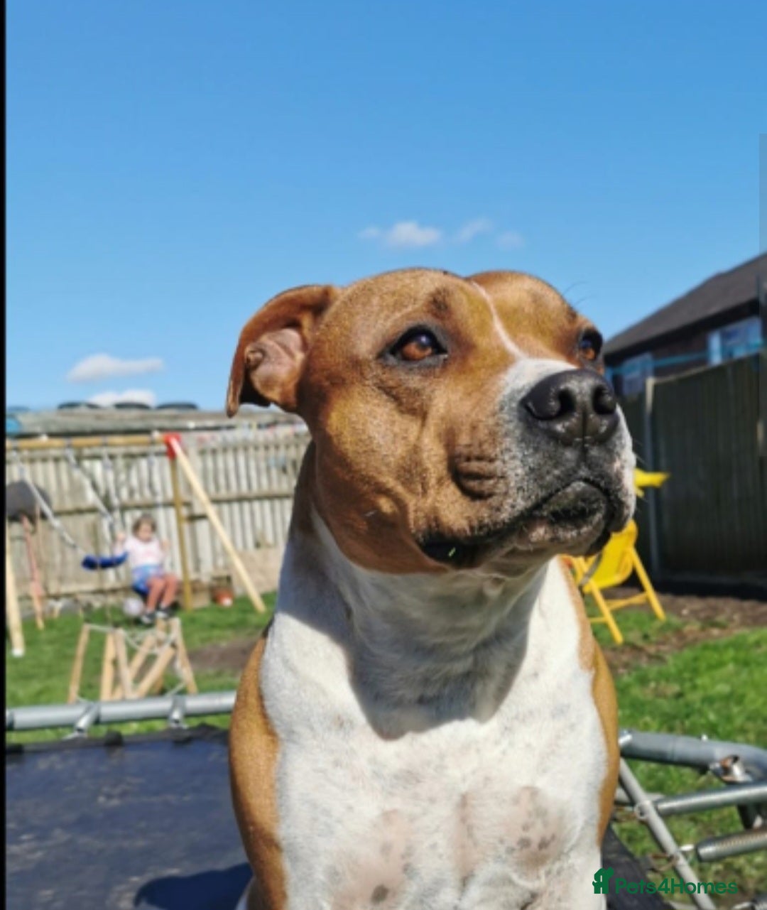 Staffordshire Bull Terrier dogs for sale: 🐾 Beautiful Staffordshire Bull Terrier Puppies 🐾 - Image 26