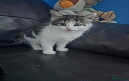 European cats for sale: Cute Kittens Ready for Homes 😍 - Image 2