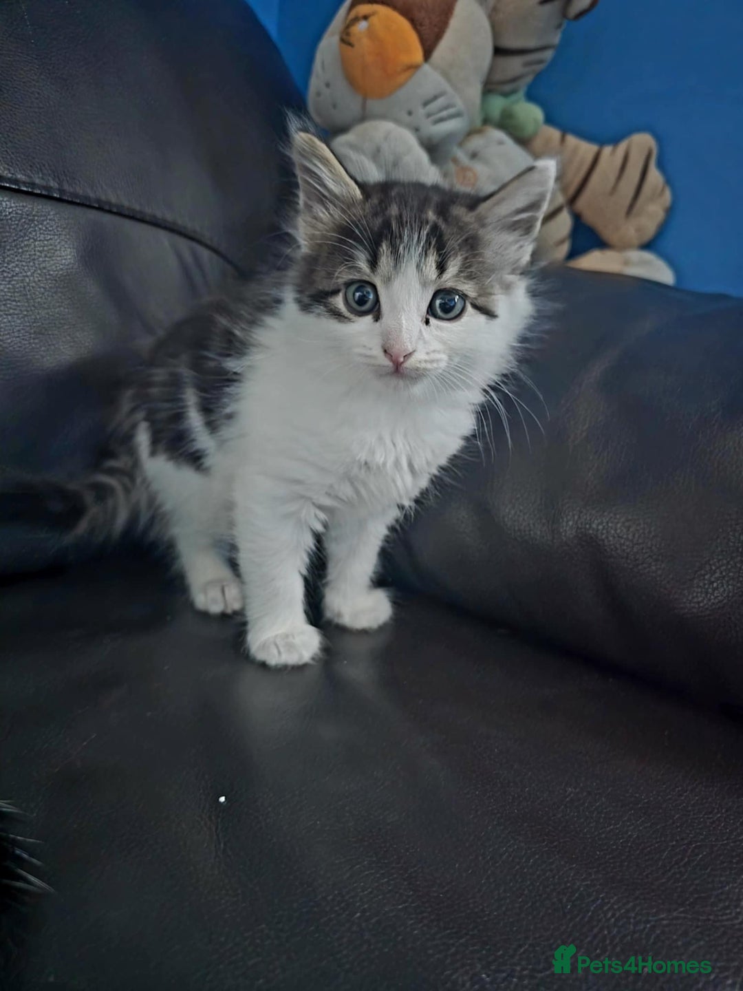 European cats for sale: Cute Kittens Ready for Homes 😍 - Image 2