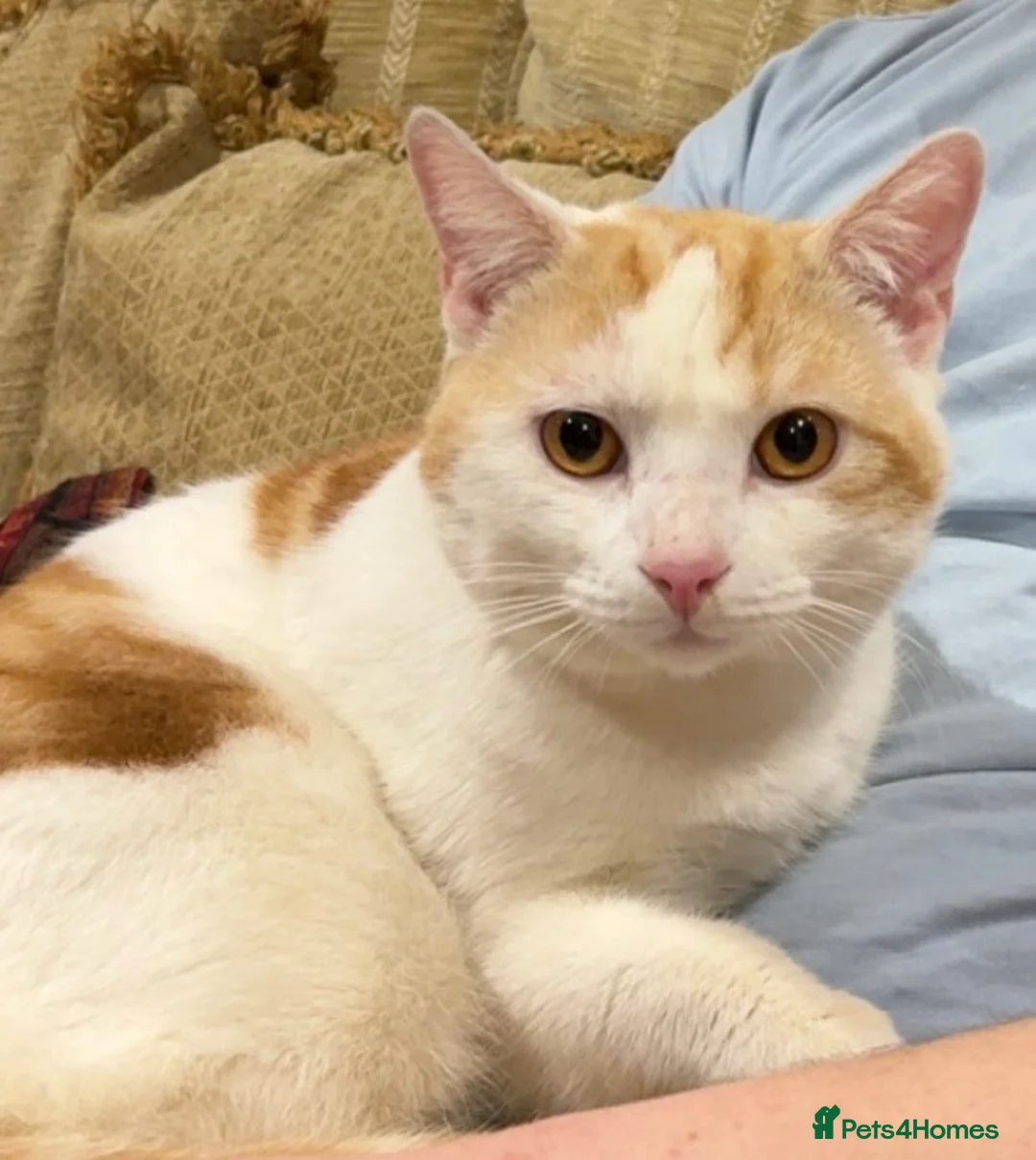 Domestic Shorthair cats for sale: Bruno the Stray – Loving Home Needed (read bio) in Bradford - Advert 2