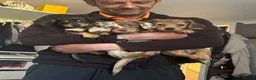 Dachshund dogs for sale: Beautiful dachshund puppy’s  - Advert 2