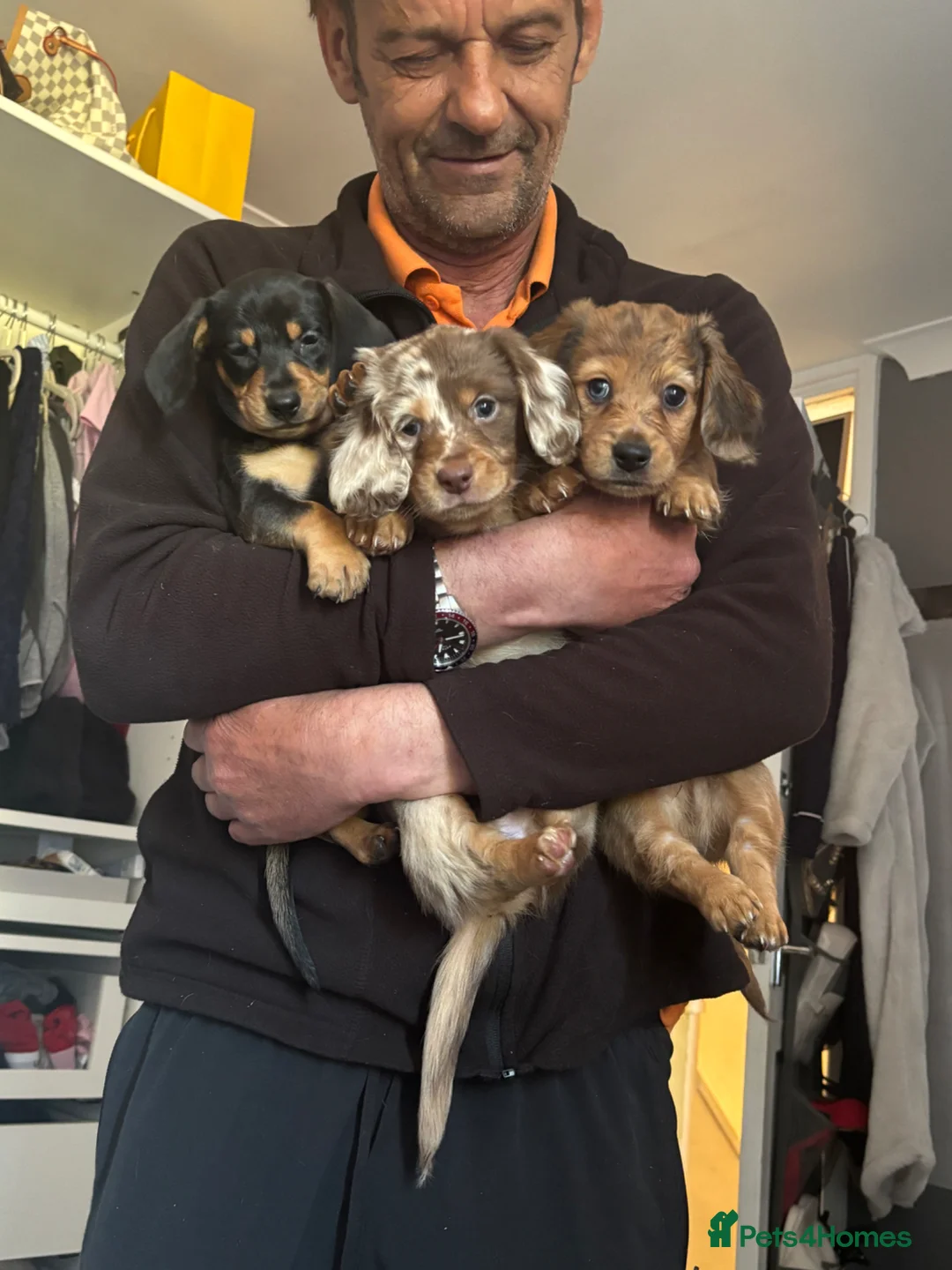 Dachshund dogs for sale: Beautiful dachshund puppy’s  - Advert 2