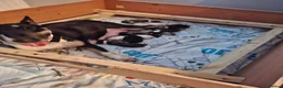 English Bull Terrier dogs for sale: 8 QUALITY BISONBULLIE BABIES  in Slough - Advert 16