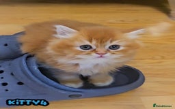 British Shorthair cats for sale: Adorable Kittens Ready For Reservation  - Image 40
