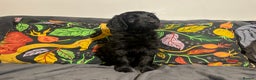 Goldendoodle dogs for sale: Black Phantom Goldendoodles Ready For A New Home! - Advert 35