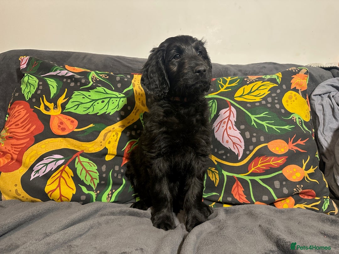 Goldendoodle dogs for sale: Black Phantom Goldendoodles Ready For A New Home! - Advert 35