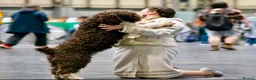 Spanish Water Dog dogs for sale: Spanish water dog  - Advert 17