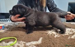 Labrador Retriever dogs for sale: 🐾Exceptional Black Labrador Retriever Puppies🐾 - Advert 1