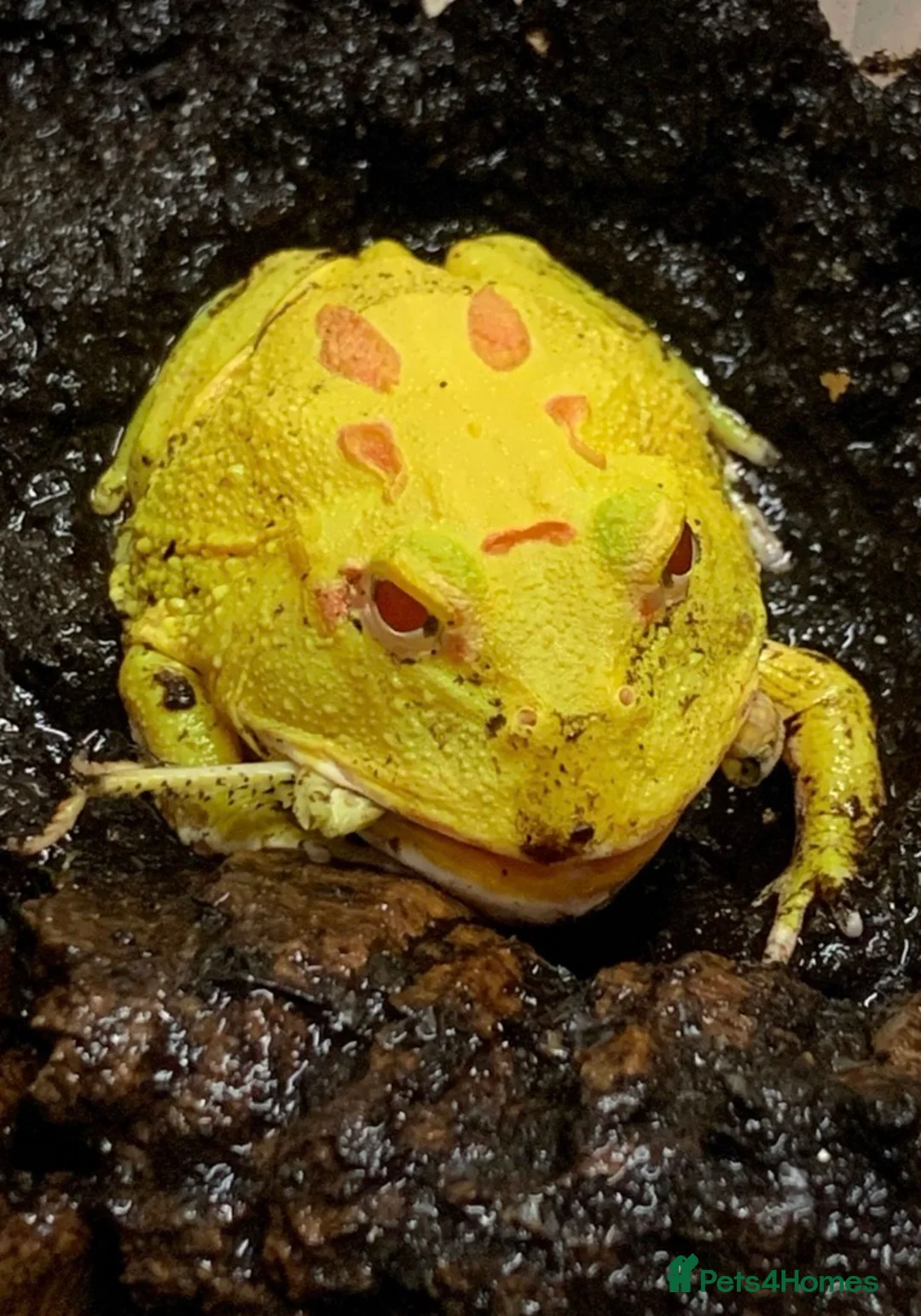 Frog reptiles for sale: Green horned frog - pikachu  in Gainsborough - Advert 1