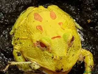 Frog reptiles Green horned frog - pikachu - Advert 1