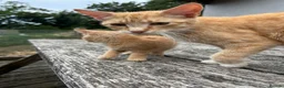 Mixed Breed cats for sale: Ginger Kittens for sale! Ready now!  - Advert 11