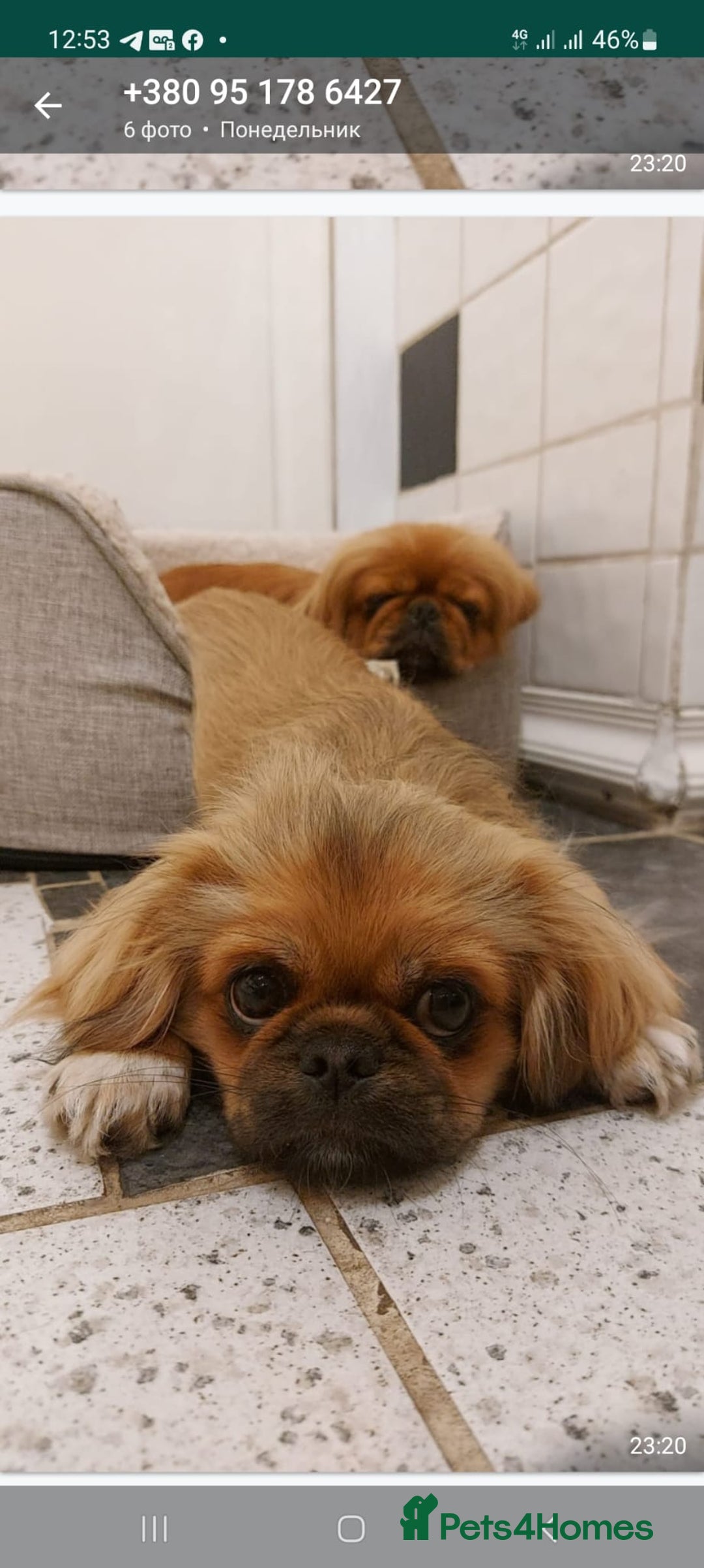 Pekingese dogs for sale: Pekingese, No name  - Image 4