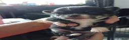 Chihuahua dogs for sale: Chihuahua puppies - Advert 23