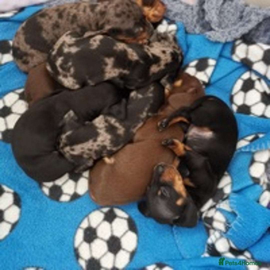 Dachshund dogs for stud: Miniature Dachshund Stud Kc registered & Pra clear in Stowmarket - Image 17