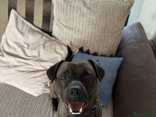 Mixed Breed dogs - Advert 6