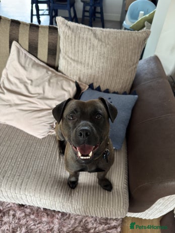 Mixed Breed dogs - Advert 1