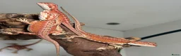 Bearded Dragon reptiles for sale: 🦎 beautiful G stripped dragons 🐉  - Advert 1