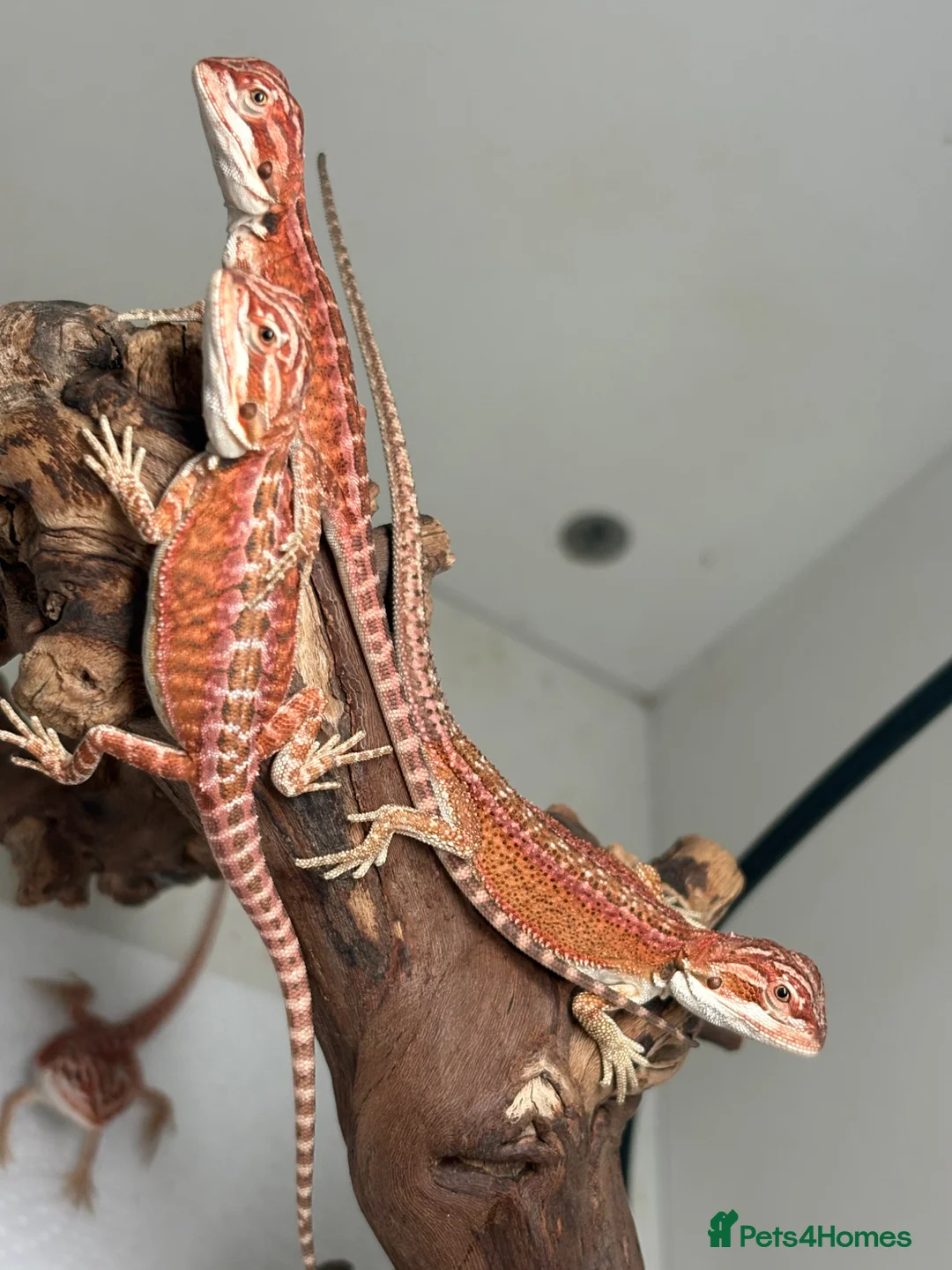 Bearded Dragon reptiles for sale: 🦎 beautiful G stripped dragons 🐉  - Advert 1