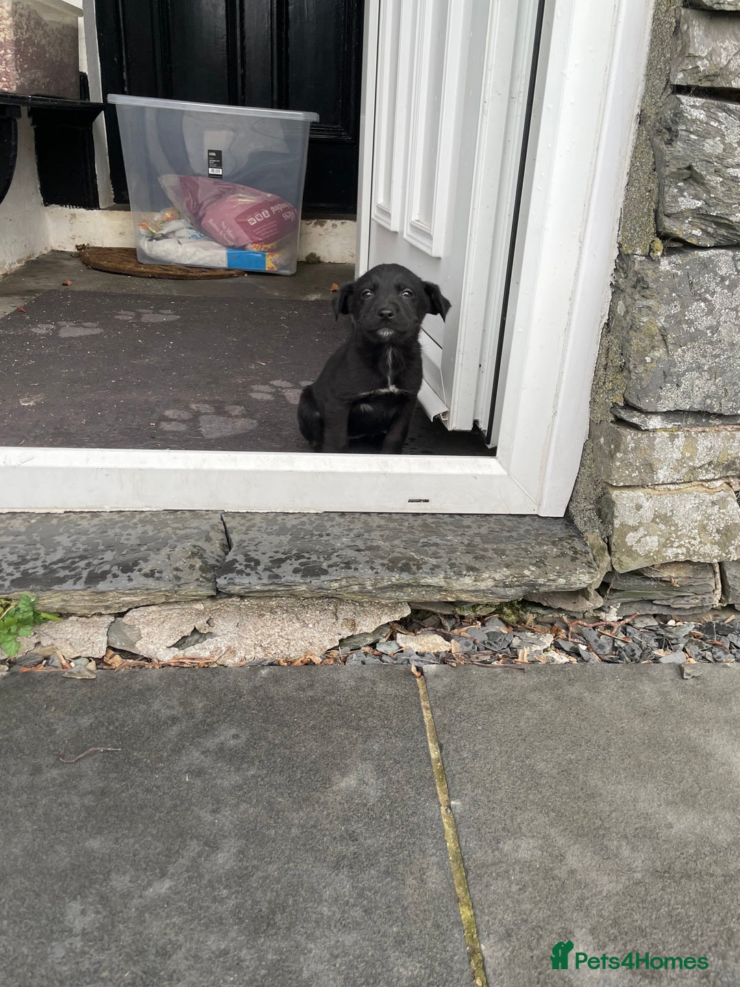 Borador dogs for sale: ⚫️lab x collie puppies ⚪️ - Advert 11